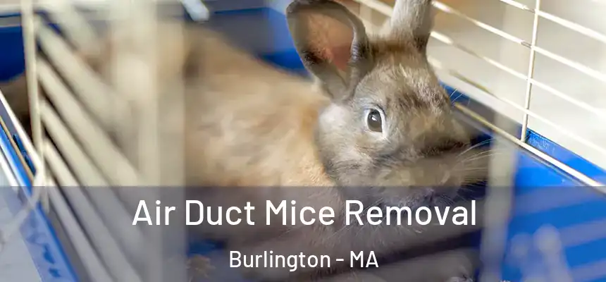 Air Duct Mice Removal Burlington - MA