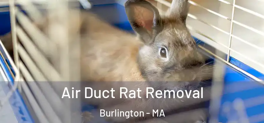 Air Duct Rat Removal Burlington - MA