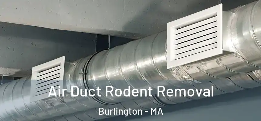  Air Duct Rodent Removal Burlington - MA