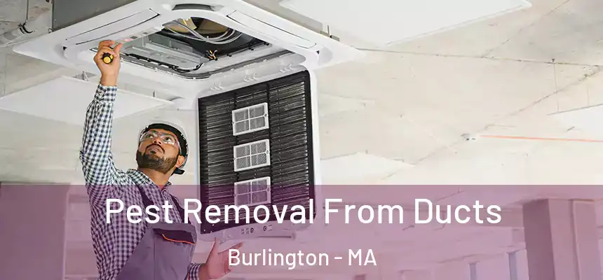 Pest Removal From Ducts Burlington - MA